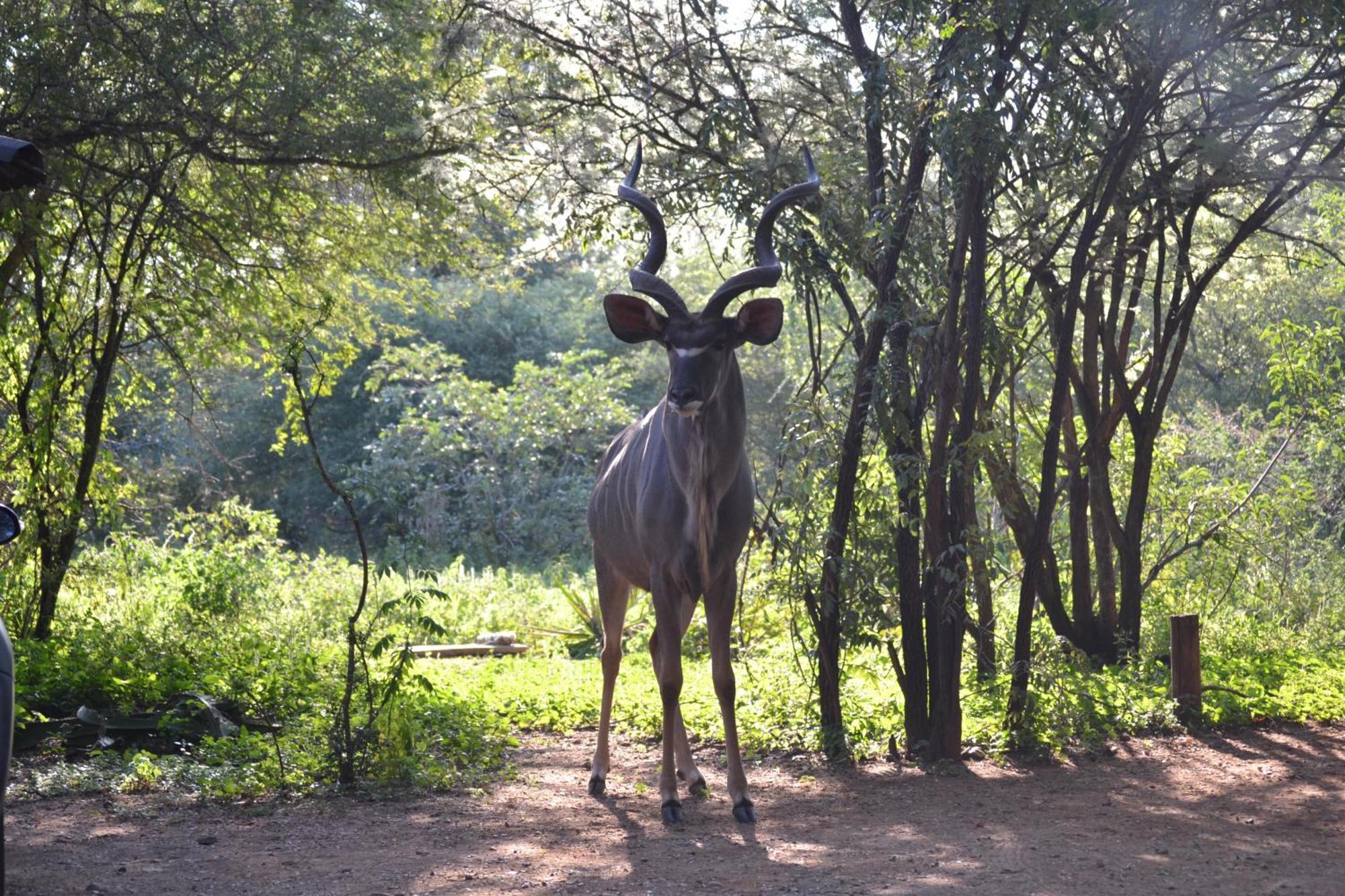 Kiburi Cottage @ Kruger マールロス・パーク エクステリア 写真