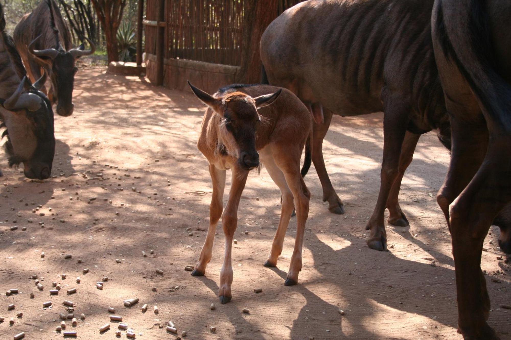 Kiburi Cottage @ Kruger マールロス・パーク エクステリア 写真