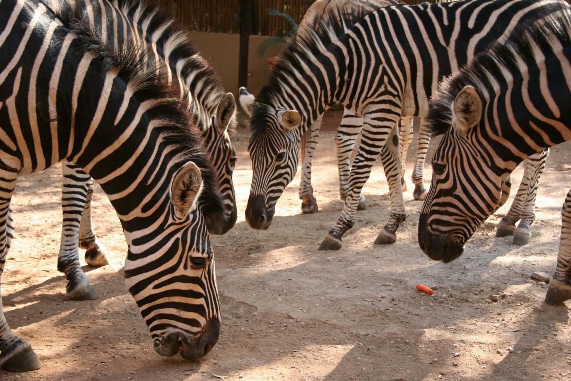 Kiburi Cottage @ Kruger マールロス・パーク エクステリア 写真
