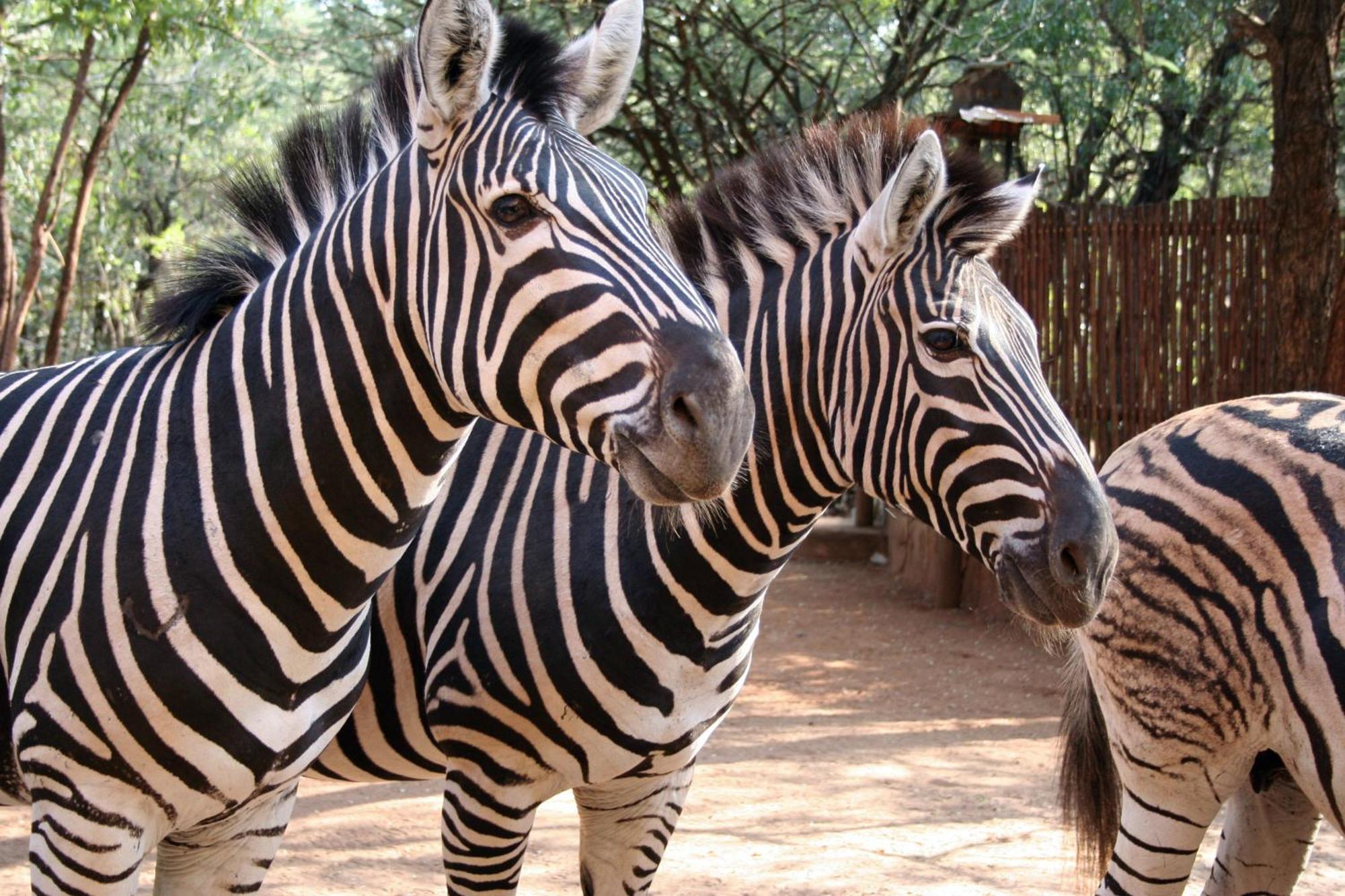 Kiburi Cottage @ Kruger マールロス・パーク エクステリア 写真